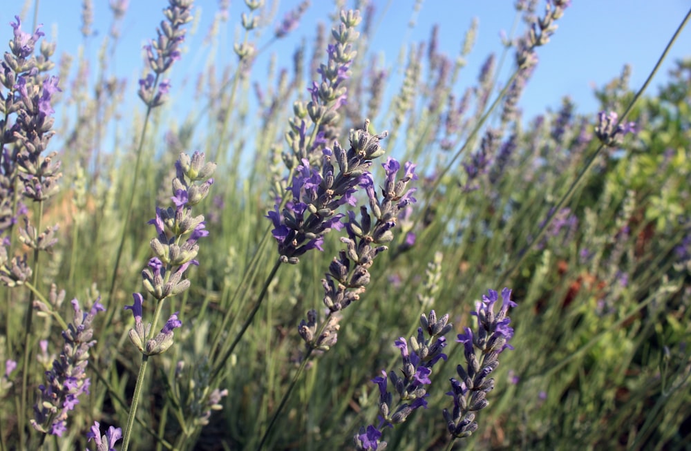 blue lavenders