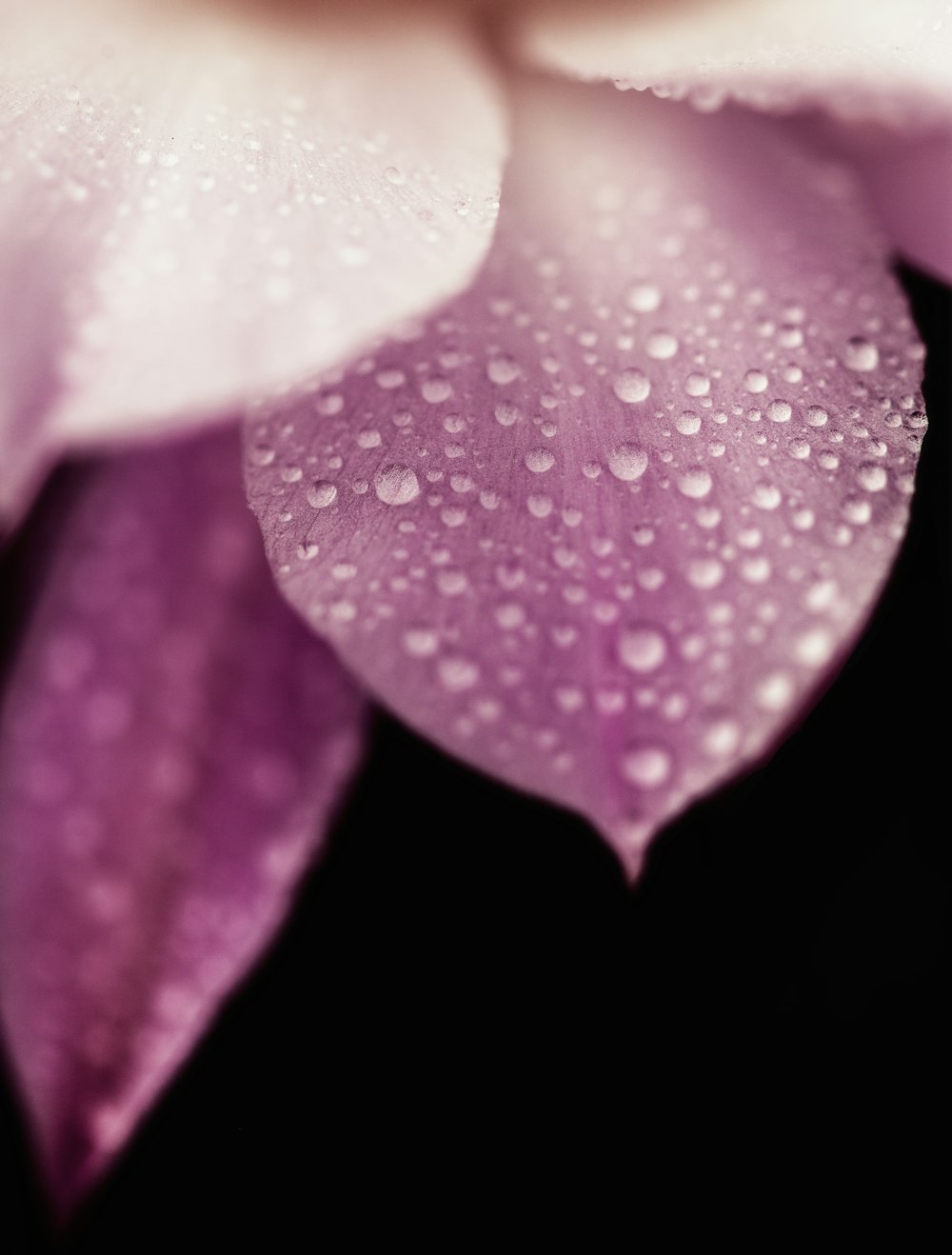 gotas de agua sobre una flor de pétalos rosados