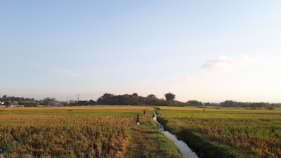 A vast, open field of lush green and brown rice paddies stretches across the image with a small irrigation channel running through it. The field is bordered by a line of trees in the distance under a clear blue sky. A few people are visible in the distance, tending to the fields.