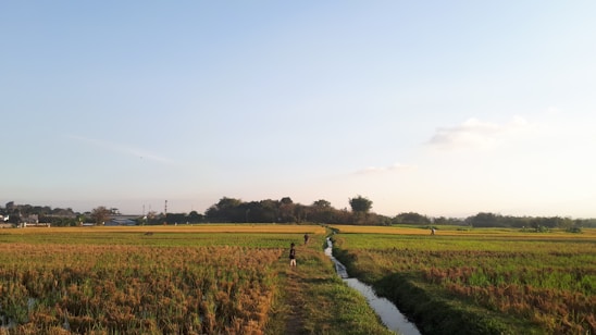 A vibrant photo of Casamance rice fields with farmers working under irrigation systems.