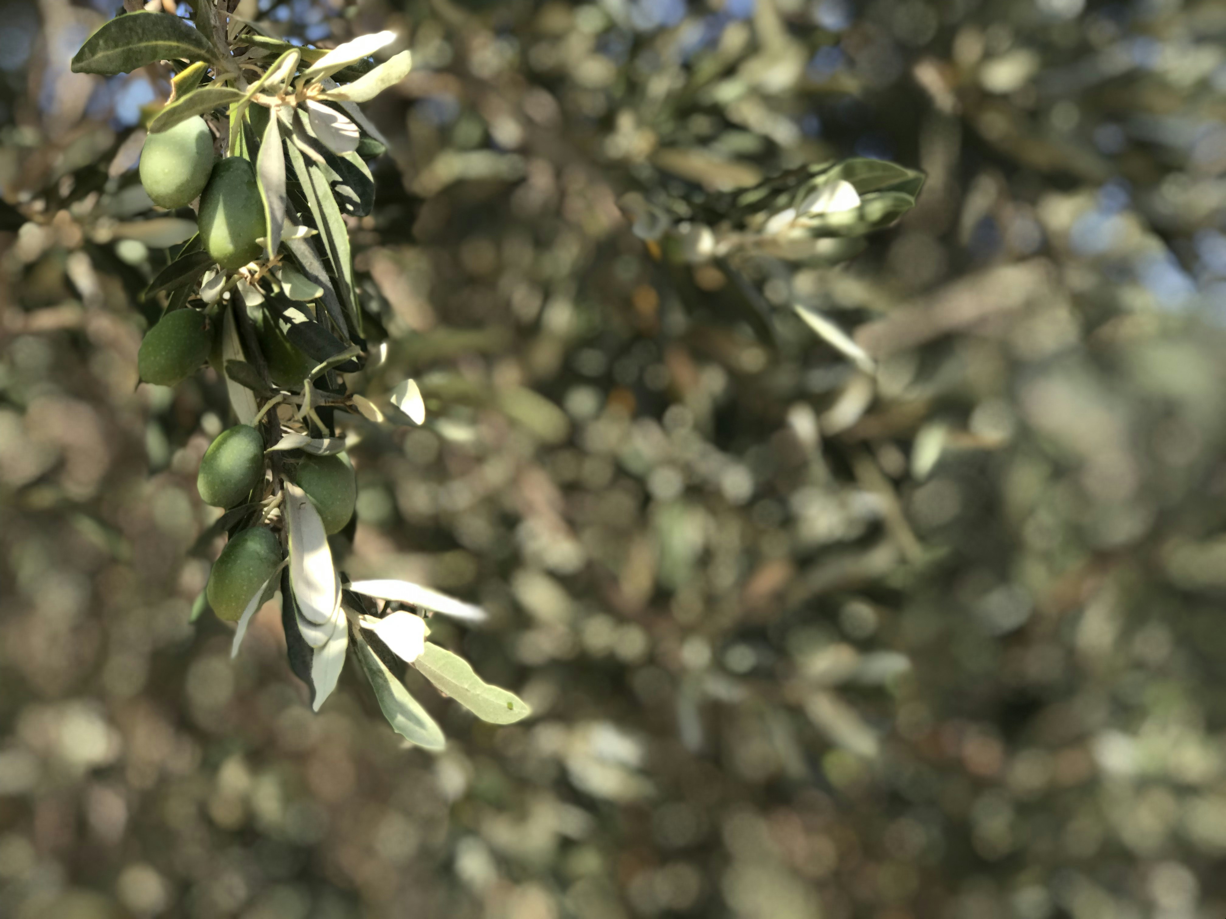 زيت زيتون بكر ممتاز