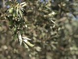 Delicate olive branches with green olives against a soft earthy background.