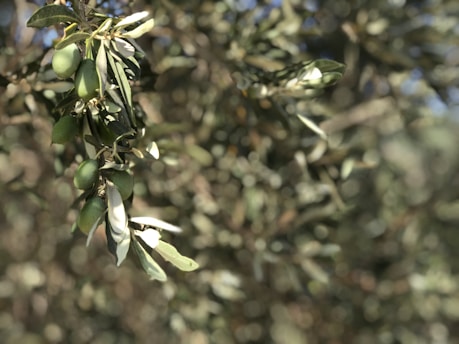 Olive branches with clusters of green olives and leaves are prominently featured, set against a softly blurred background.