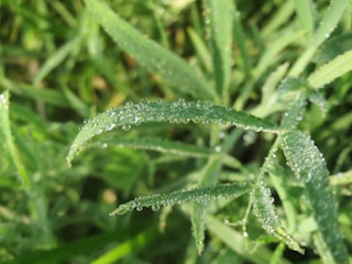 Water droplets sparkling on tender green leaves in early morning light.
