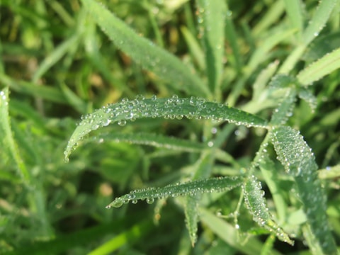 Water droplets sparkling on tender green leaves in early morning light.