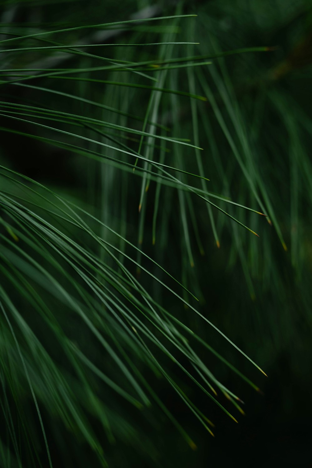 green linear leaf plants