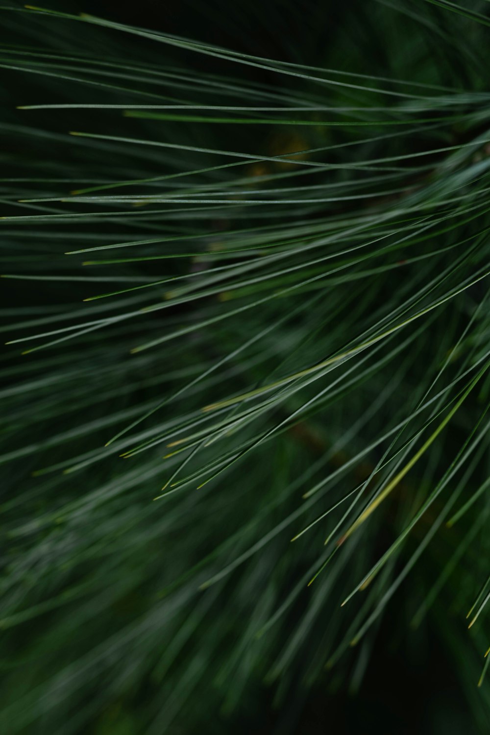 a close up of a pine tree branch