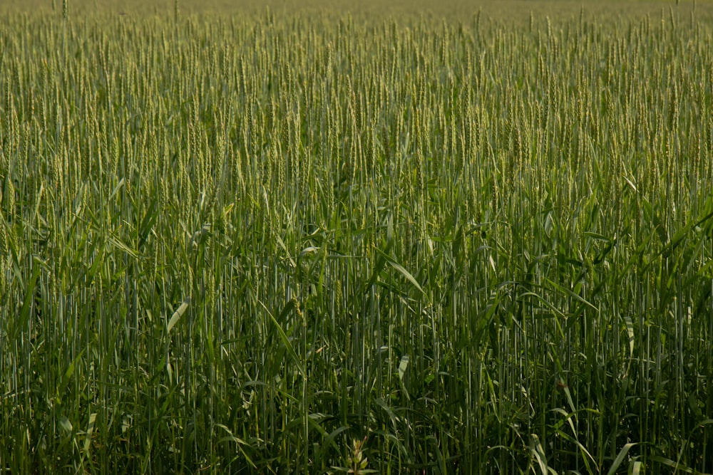 green grass field