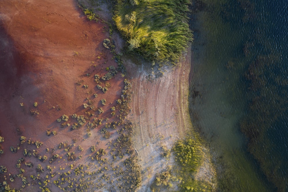 aerial view of trees beside ocean during daytime