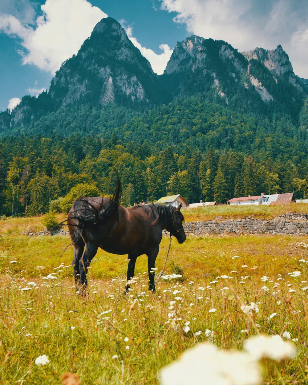 brown horse on field