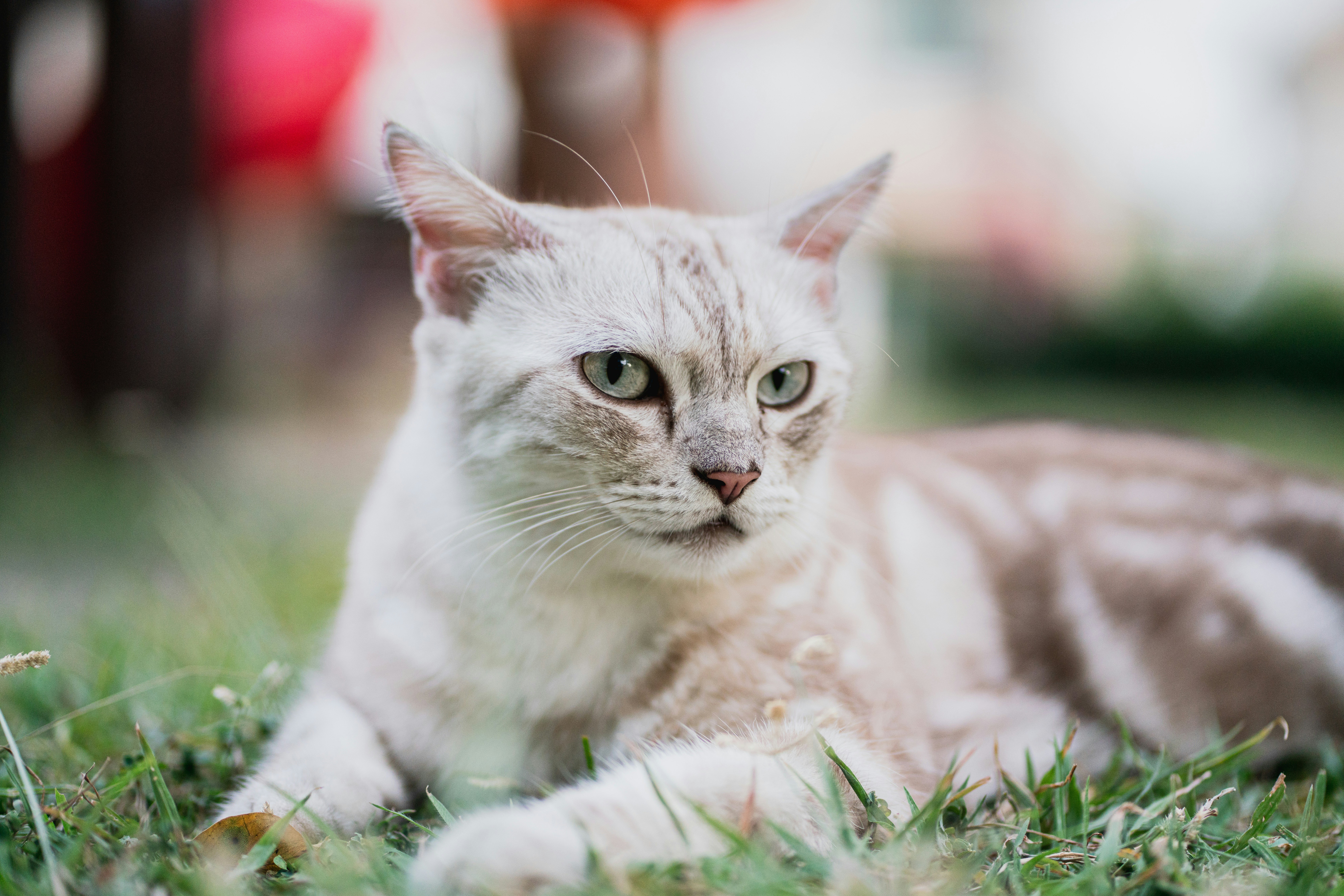 Photo by topcools