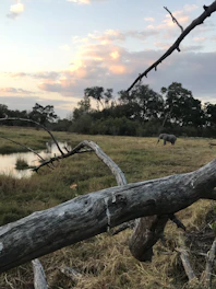 Elephants grazing near the Zambezi river just minutes from Tabona House lodge.