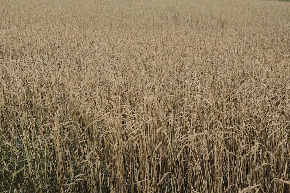 brown fields during daytime