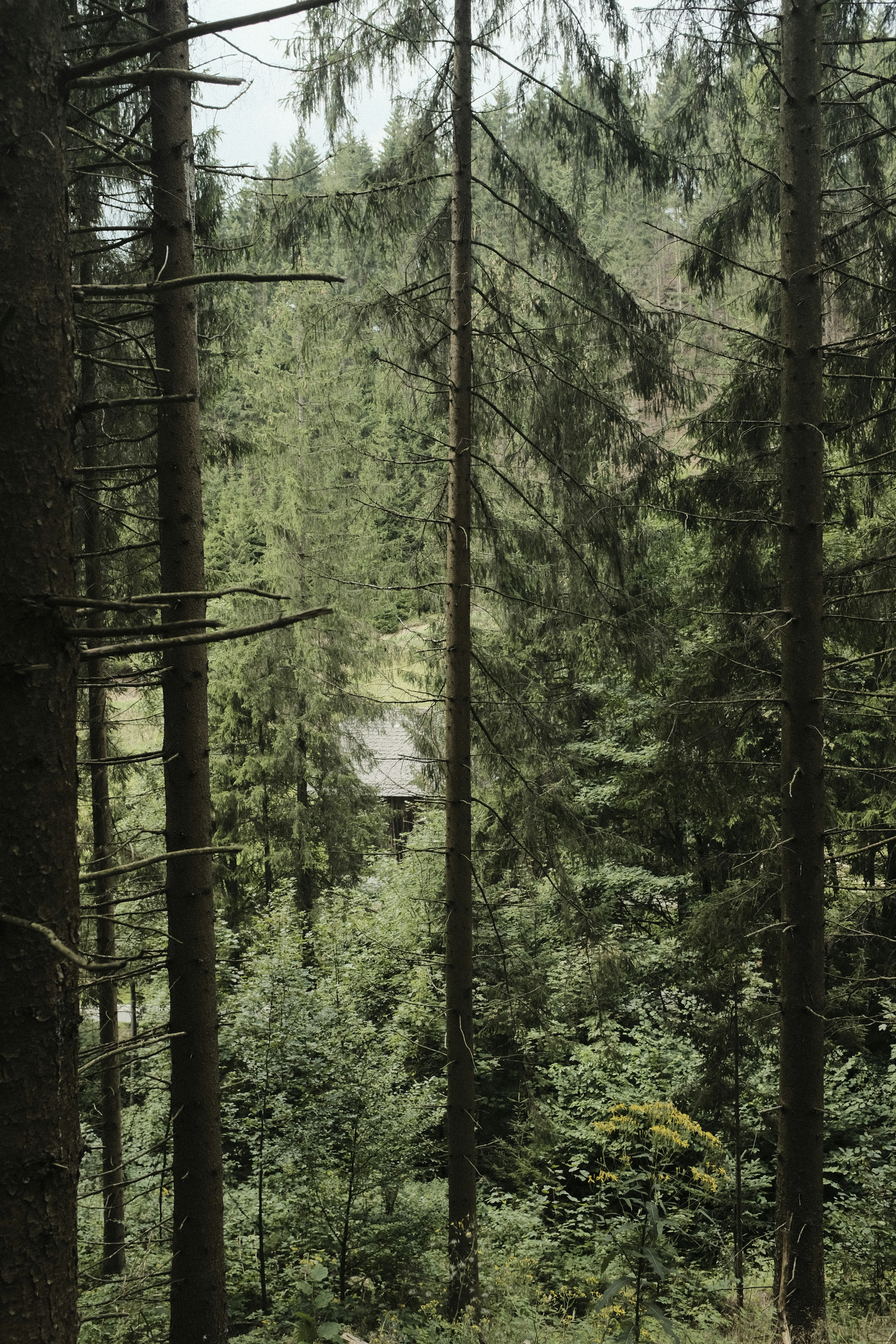 green forest landscape