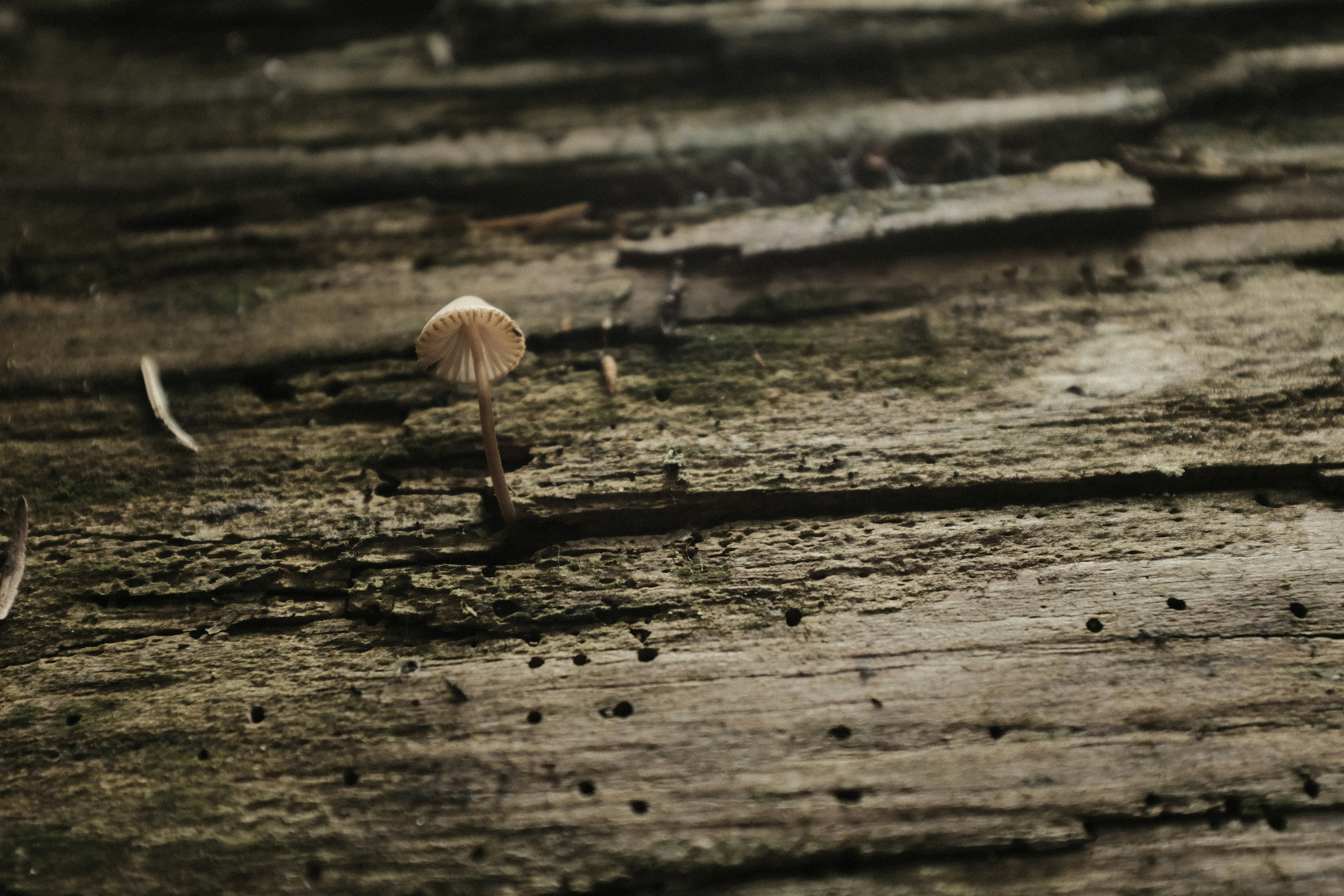 Photo by studiopizza