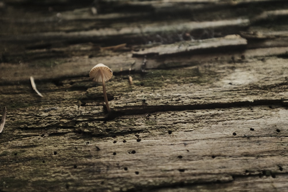 brown mushroom