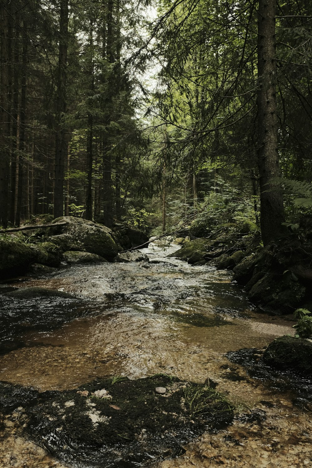 flowing water in forest