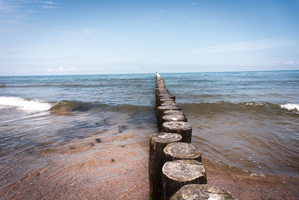 brown tree stumps at a beach