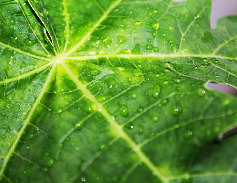 green leaf with dewdrops