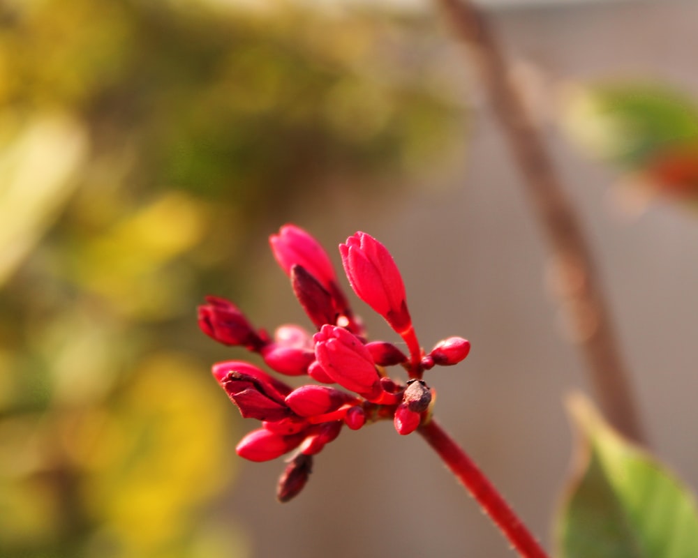 빨간 꽃봉오리의 선택적 초점 사진