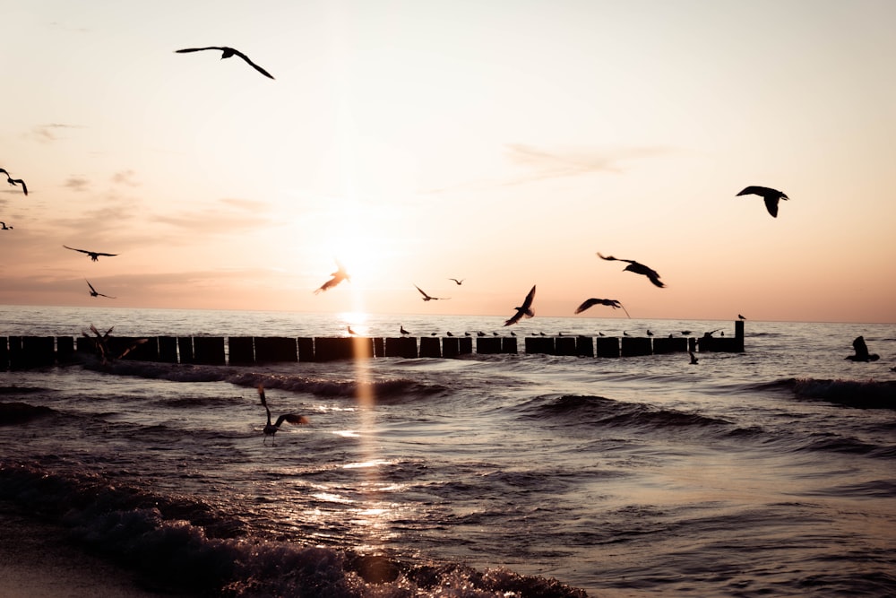 body of water beside dock at golden hour