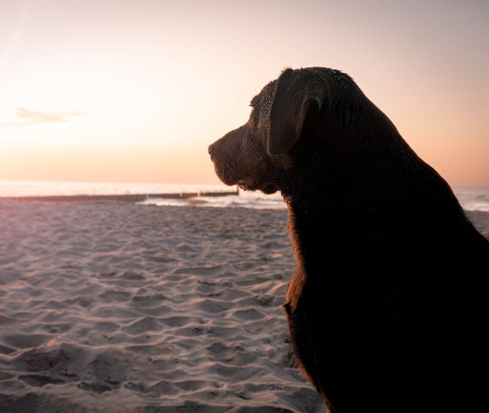 black short-coat dog at sunset