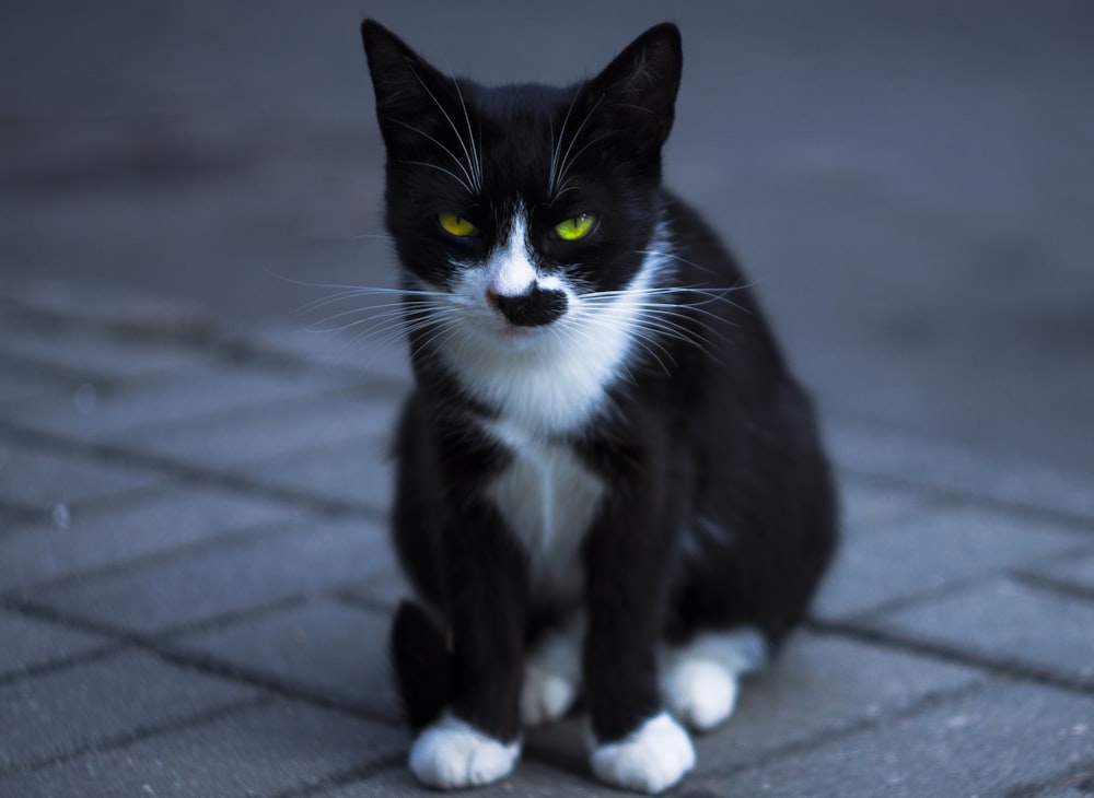 black tuxedo cat