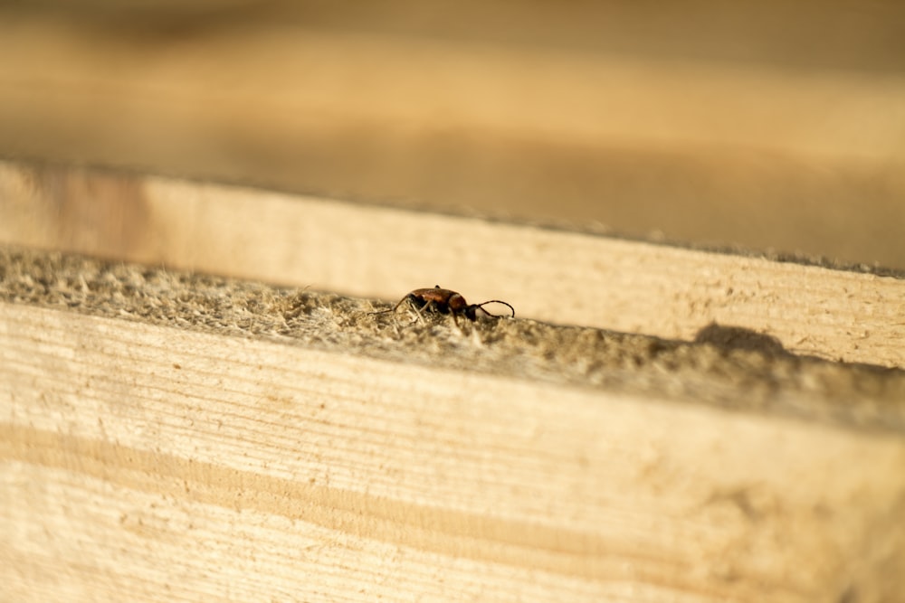 insecto marrón sobre un marco de madera blanca