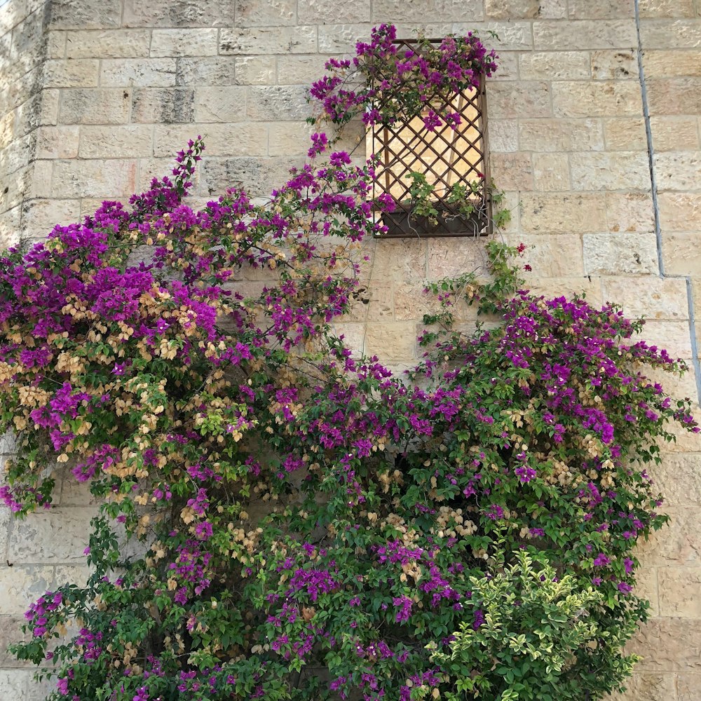 purple petaled flowers on wall near window during daytime