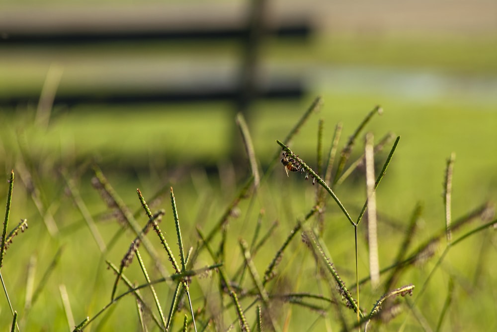 a grassy field with a bench in the background