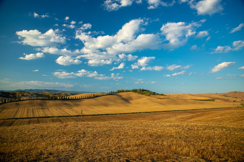 brown grass field during daytime