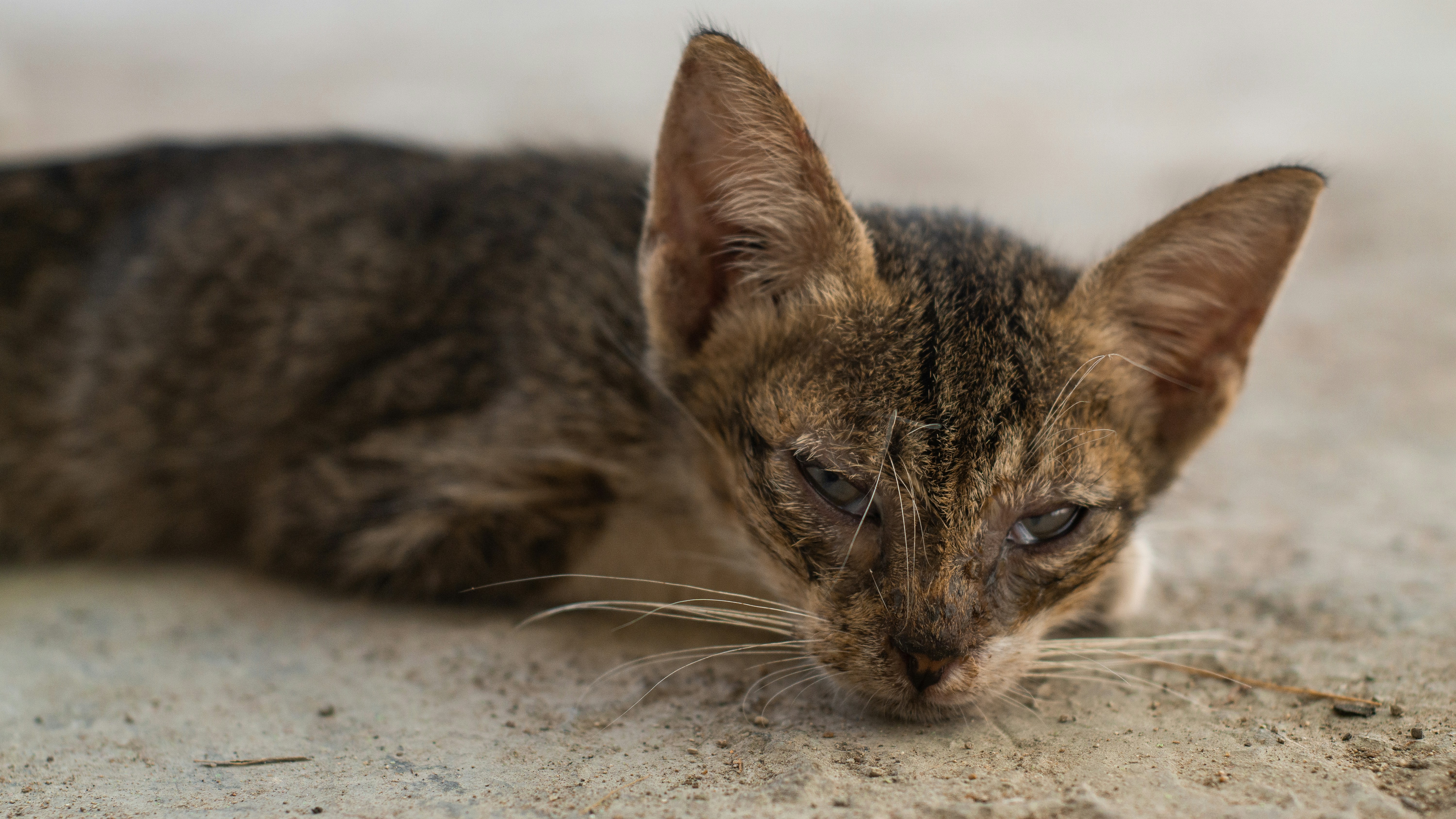brown tabby cat