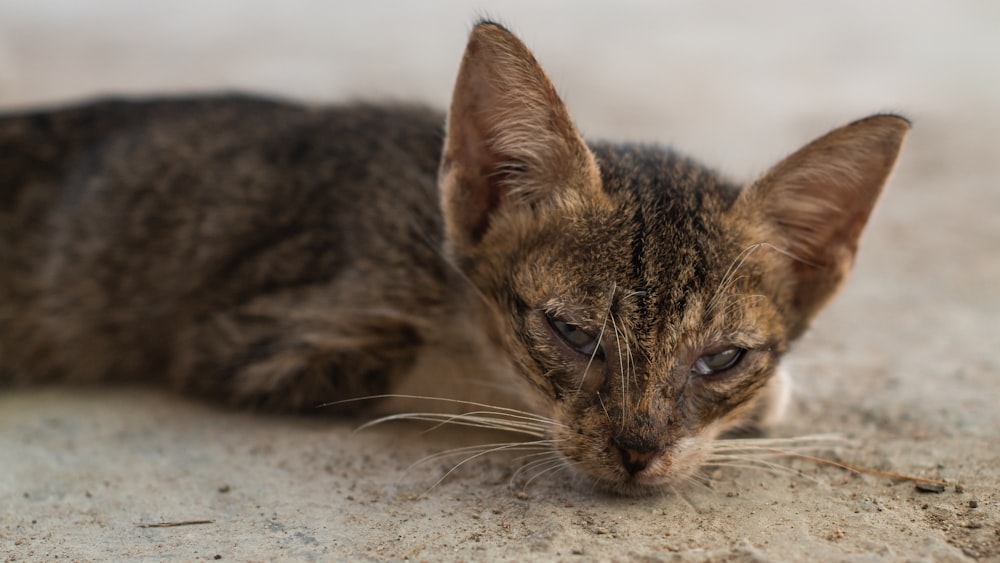 brown tabby cat