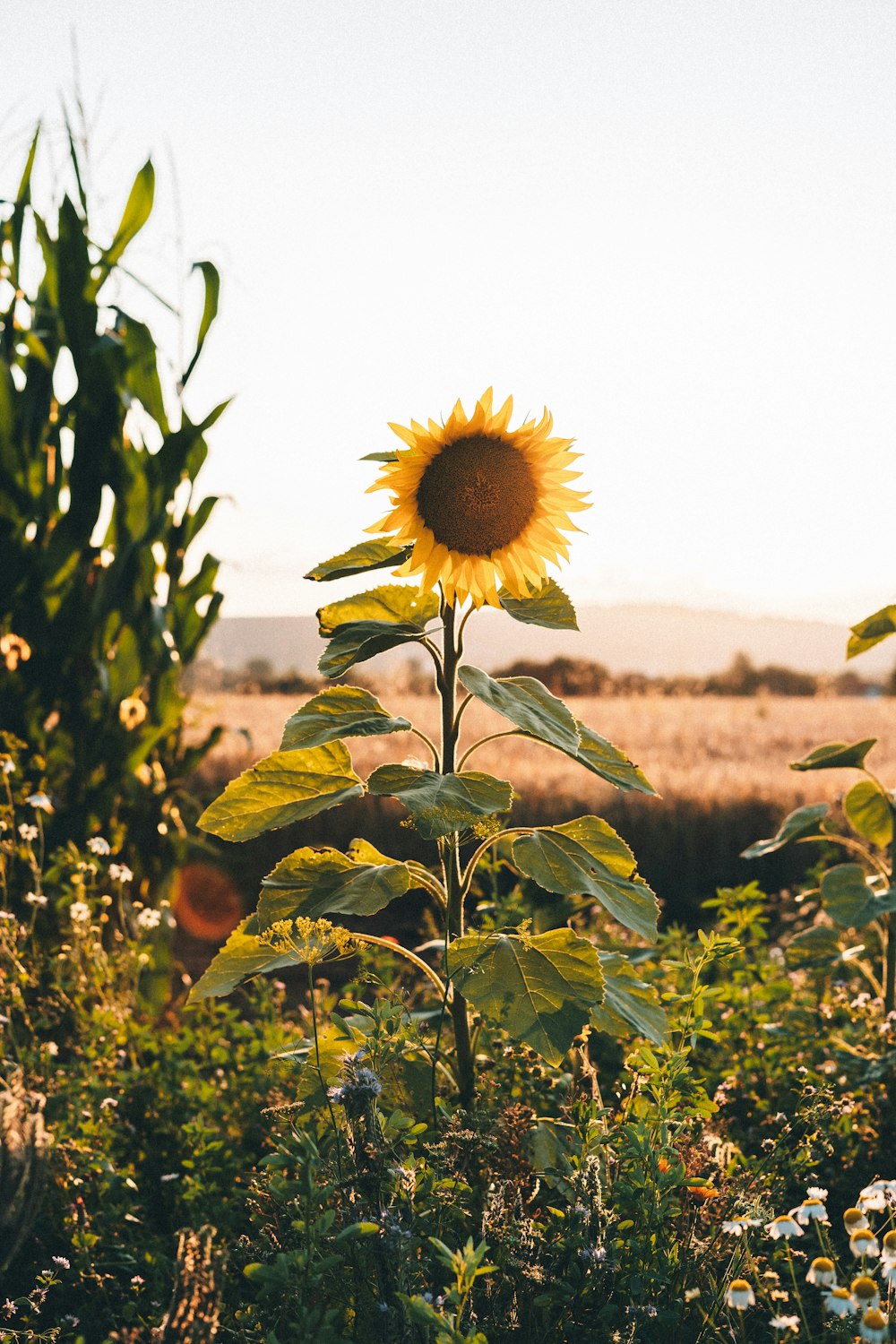 yellow sunflower