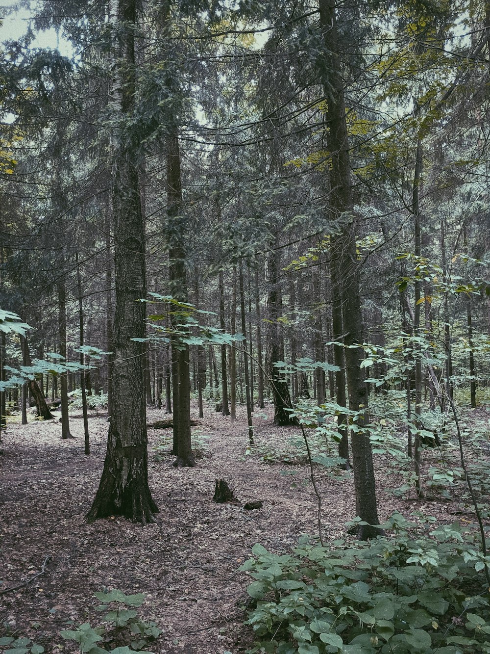 forest during daytime