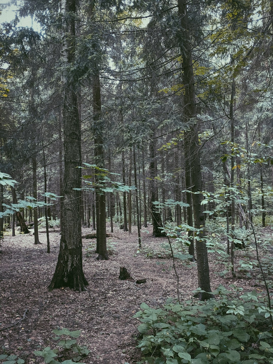 Forest photo spot Prospekt Mira Shosse Entuziastov