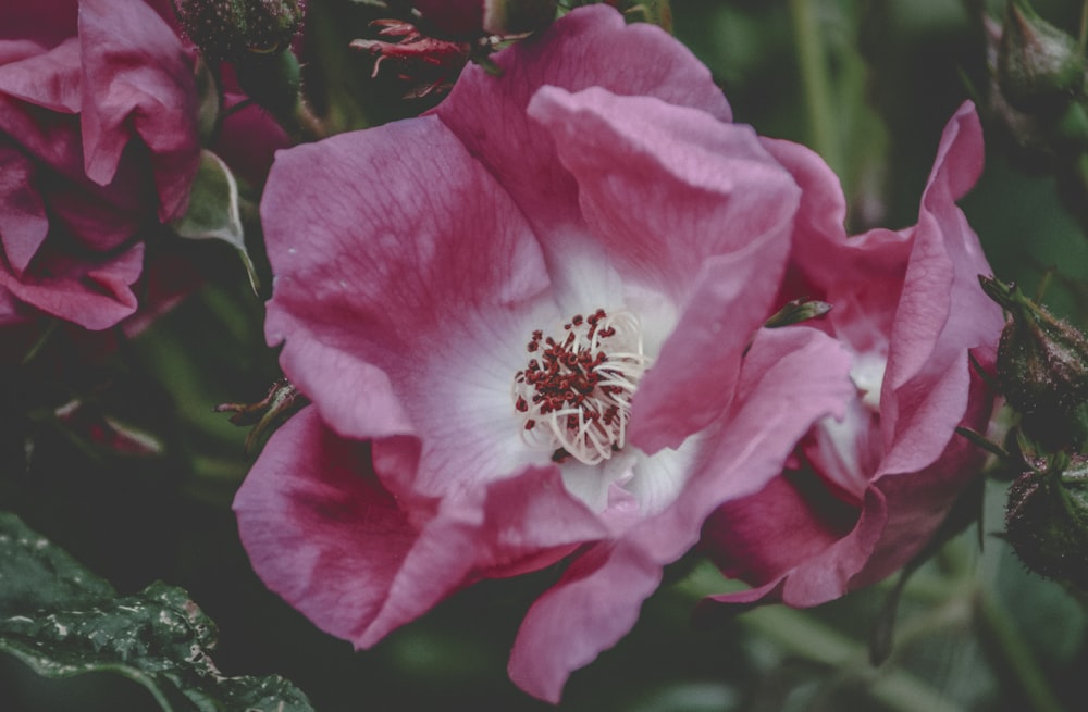 blooming pink flower