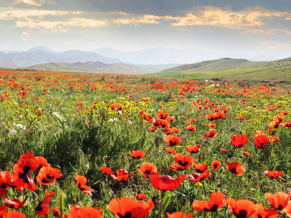 red poppies