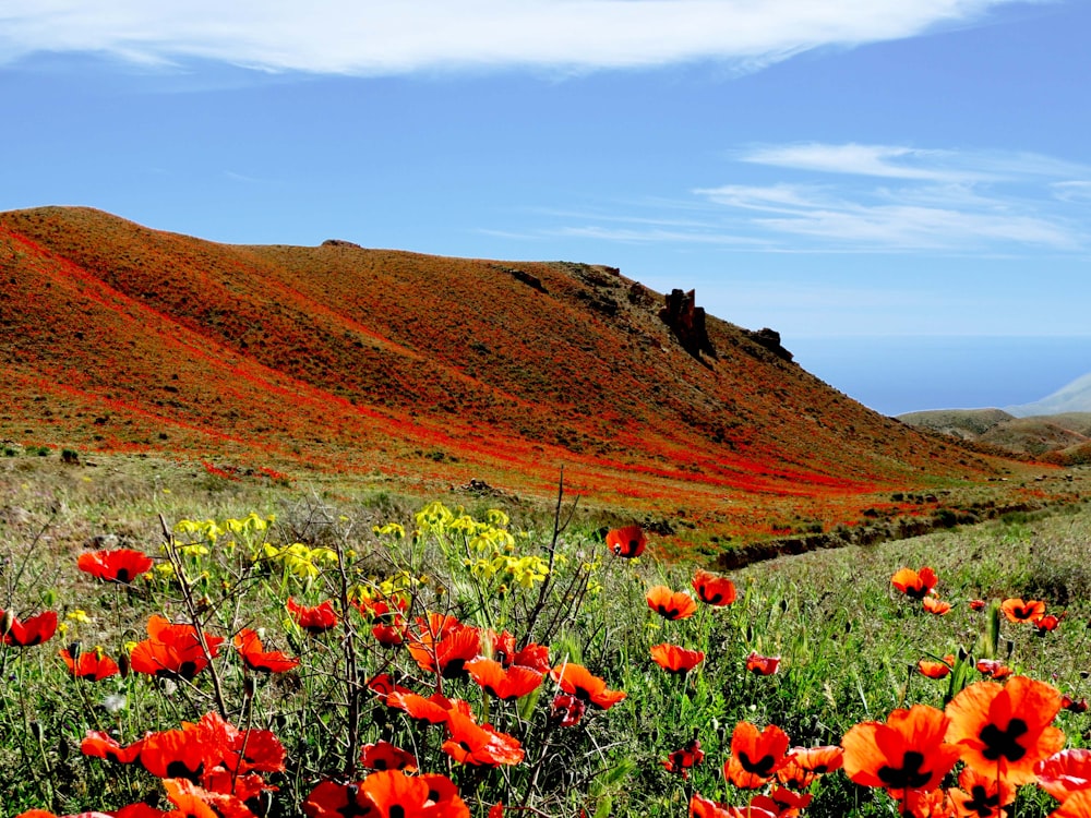 poppy flower field