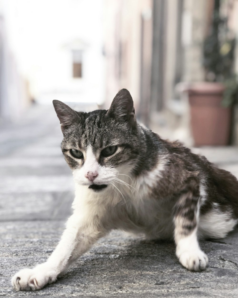 grey tabby cat