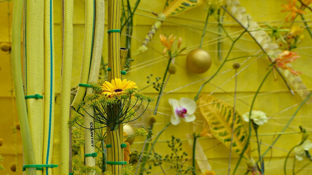 노란색 꽃잎 꽃 클로즈업 사진