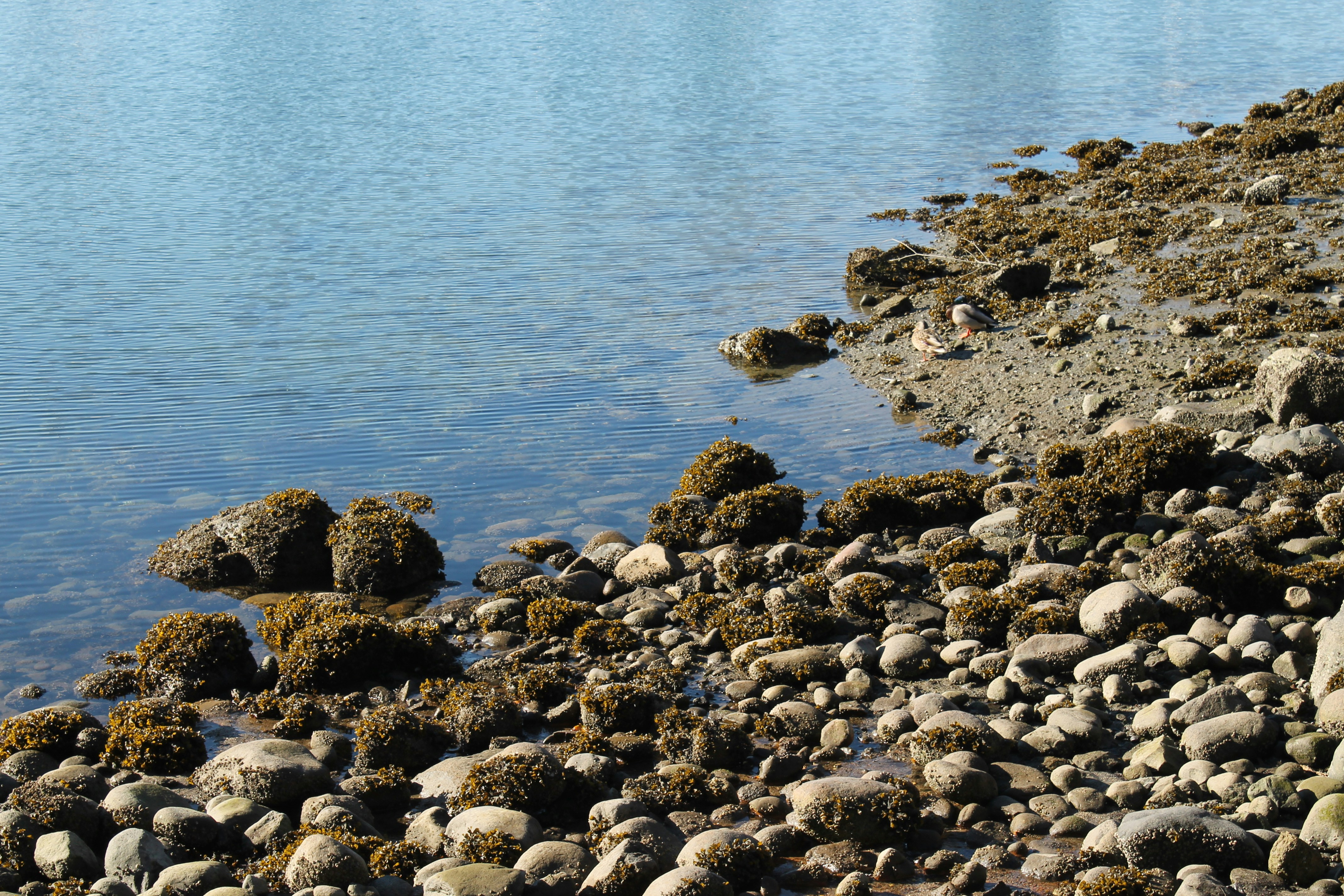 rocks beside body of water at daytime