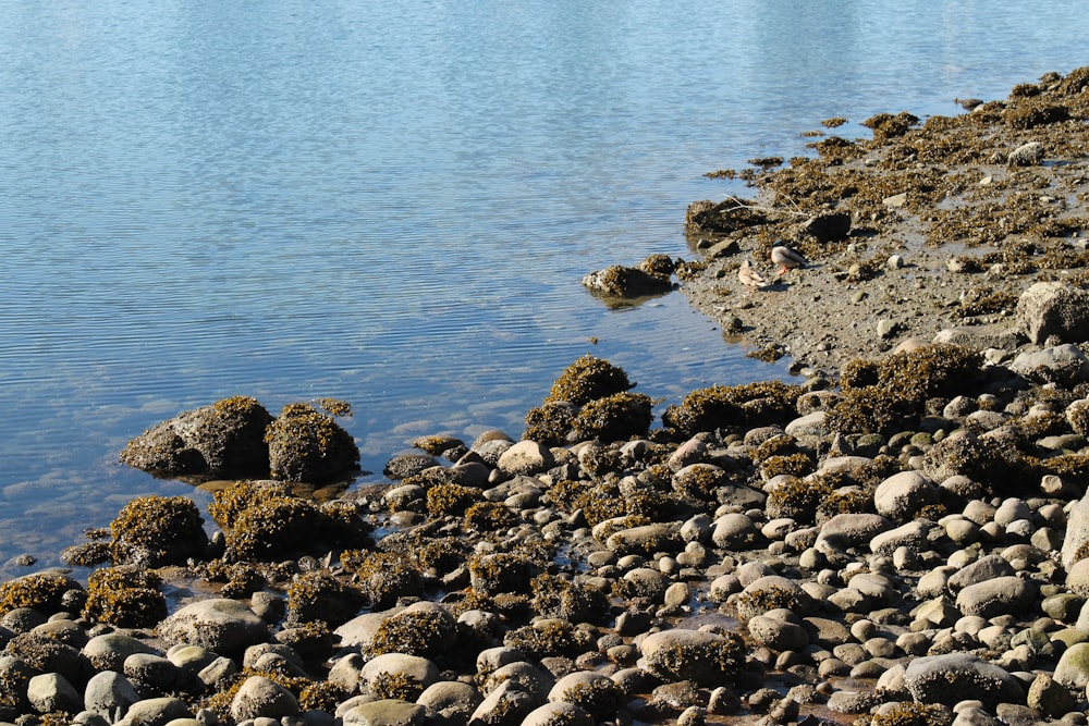rocks beside body of water at daytime