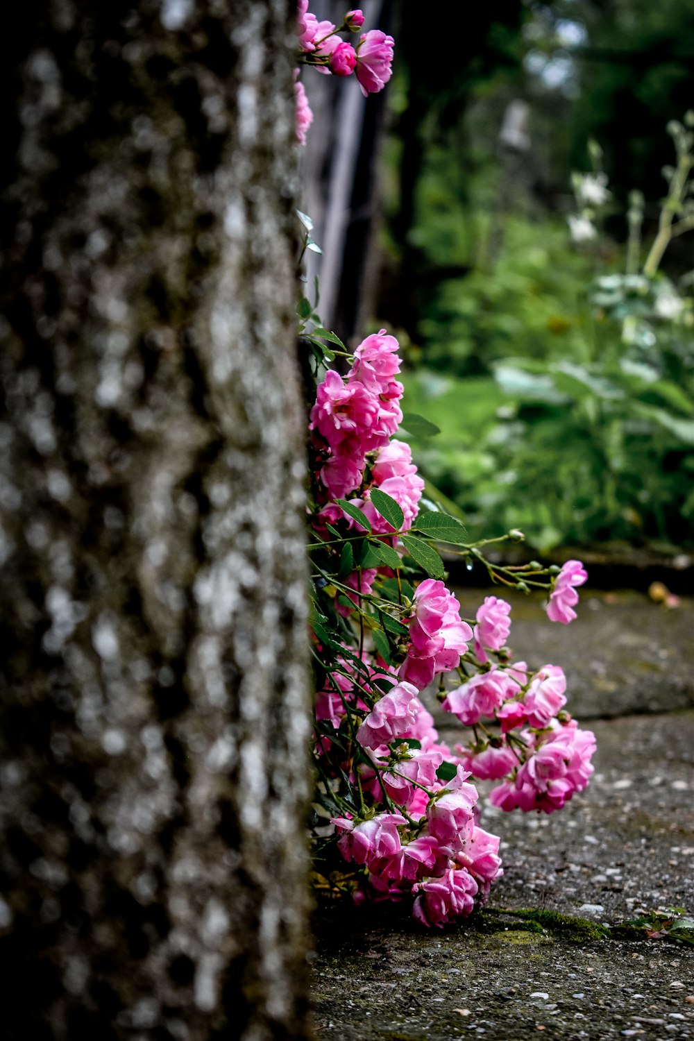 pink petaled flower plant and trees