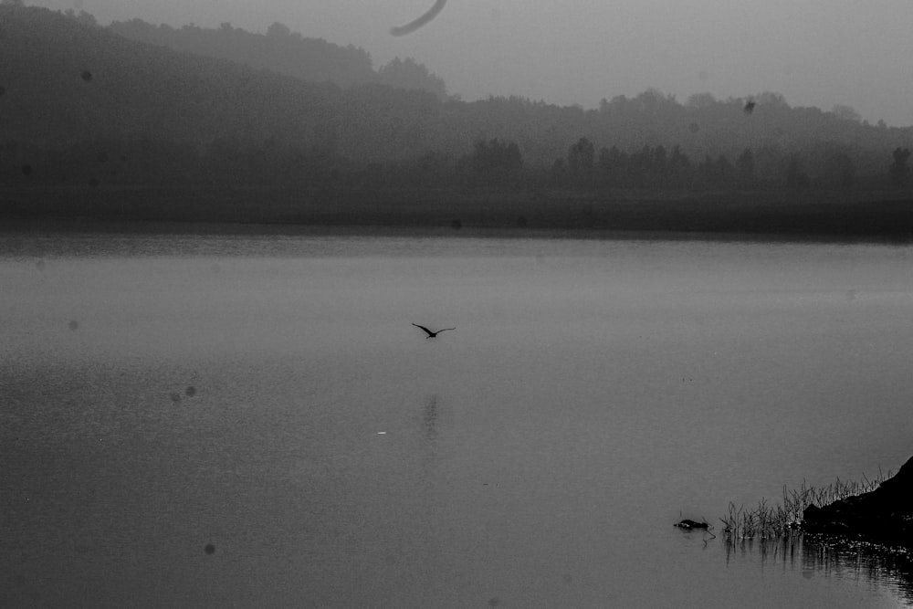 grayscale photography of bird flying near lake