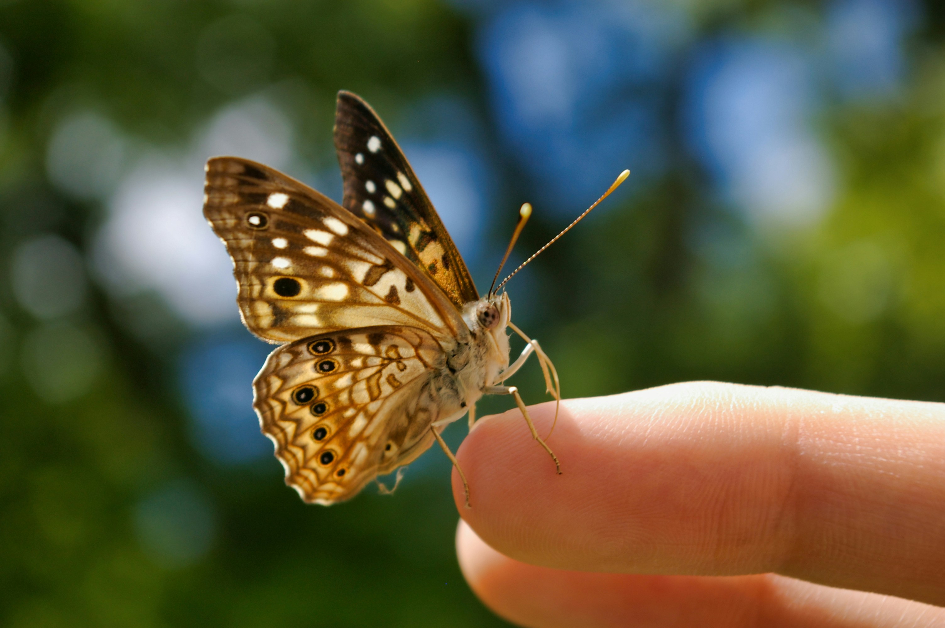 Butterfly On Finger Pictures Download Free Images on Unsplash