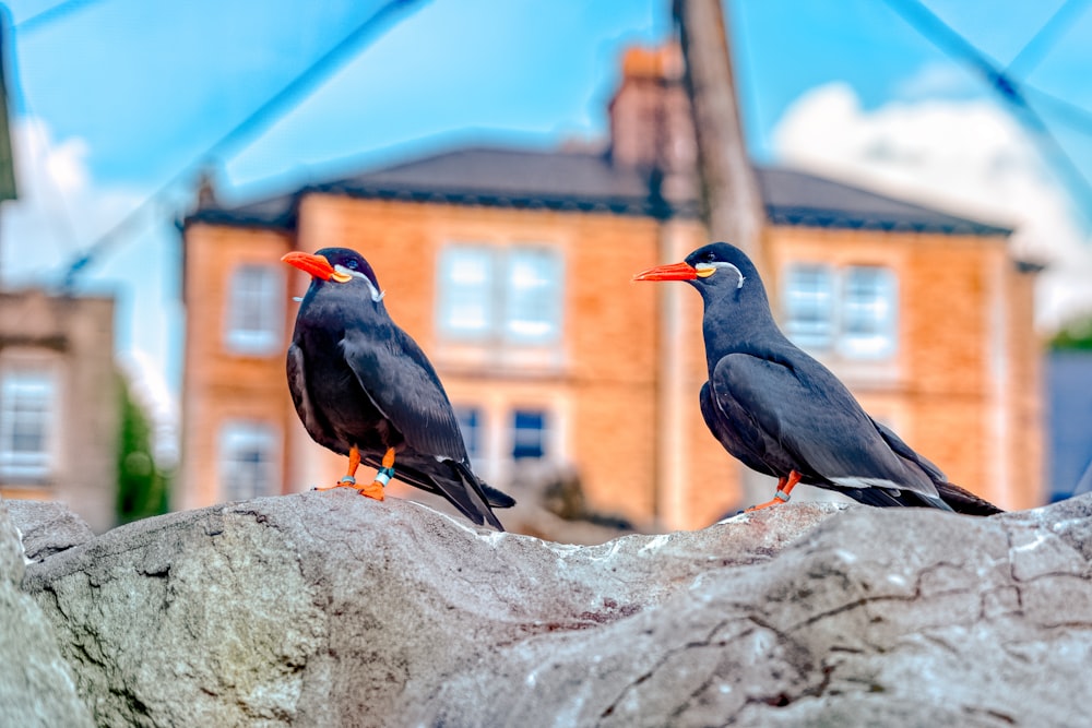 two black birds on rock