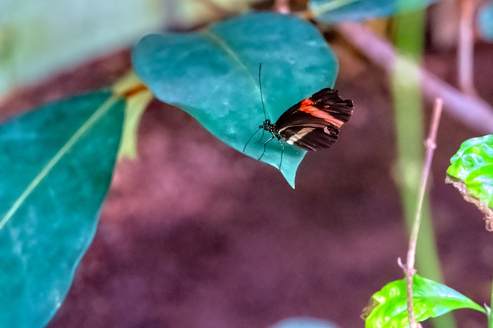 black, red, and white butterfly perching on green leaf