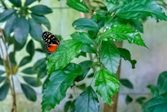 Close-up of a vibrant butterfly resting on a lush green leaf in a tropical forest.
