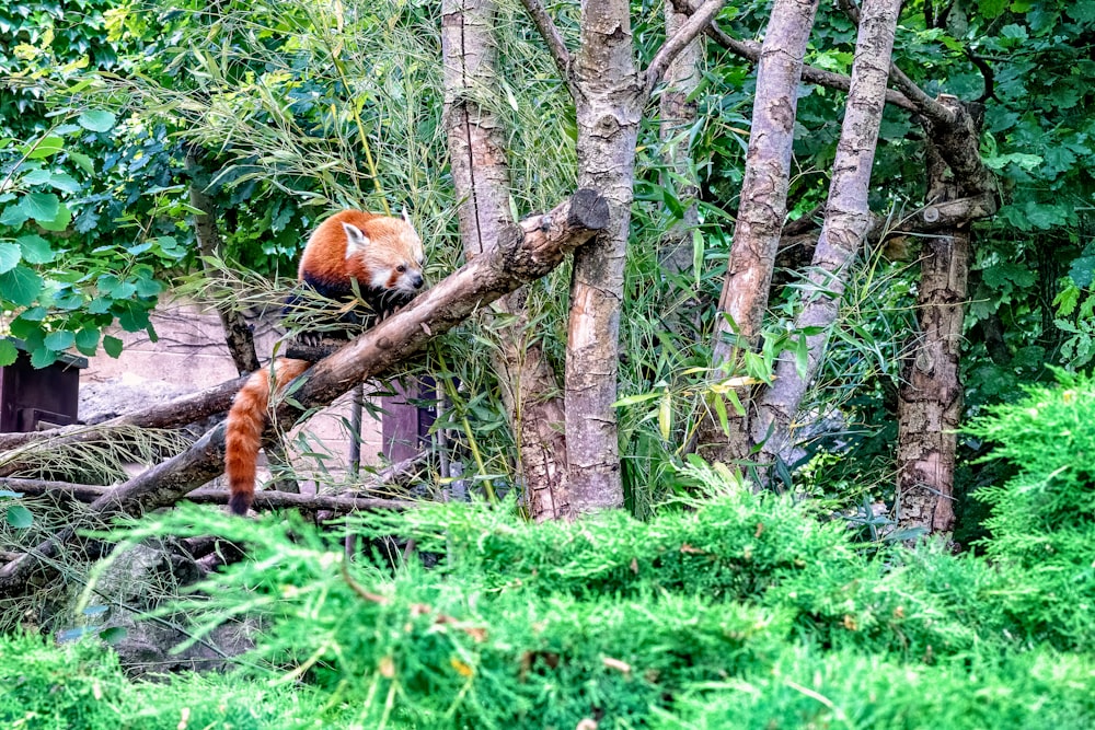 orange animal near trees